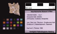 Foto (Objekt + Etiketten) von Decapoda indet. (lobster) (NHMW-GEO-1990-0041-0209)